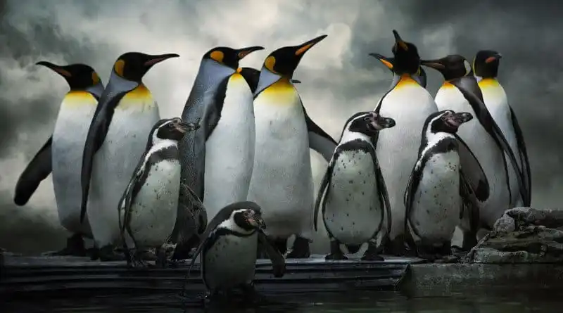 2. Penguin (2012) - Önemli Google Algoritma Güncellemeleri