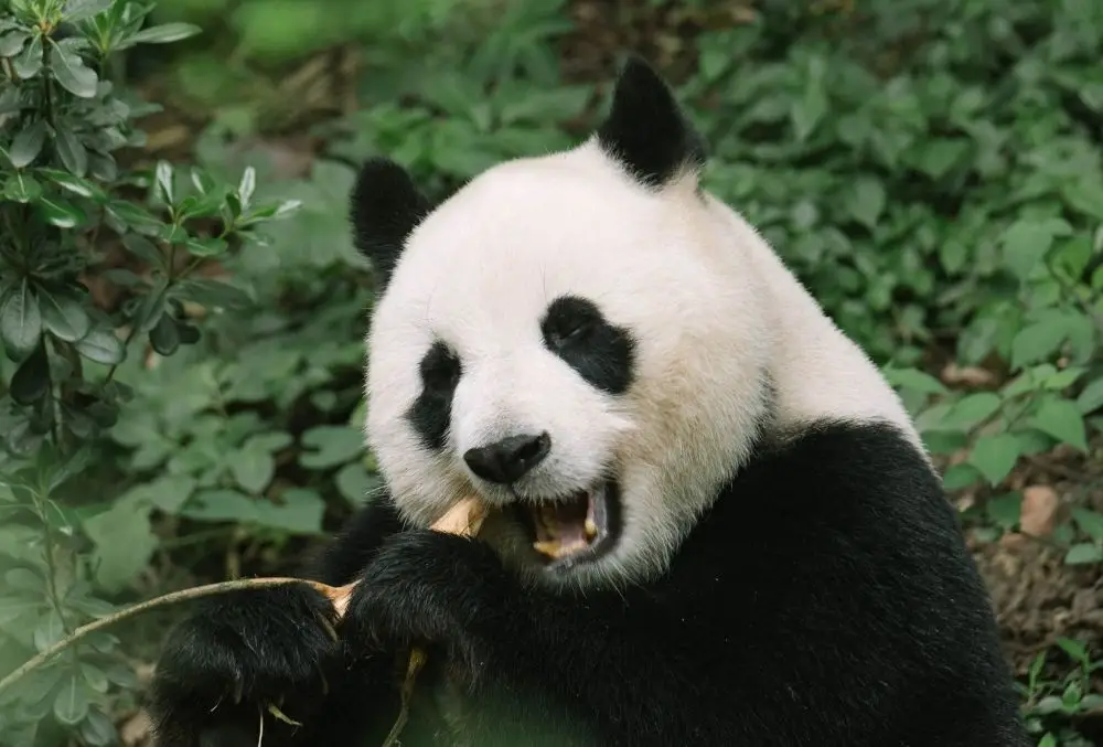 1. Panda (2011) - Önemli Google Algoritma Güncellemeleri